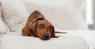 sofa - gravhund